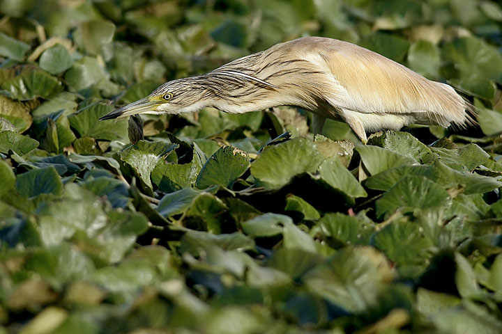 Renzo- Sgarza ciuffetto