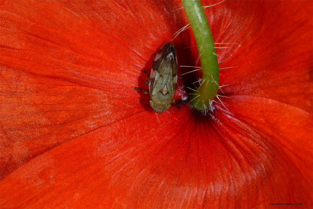Preferisco il Rosso !