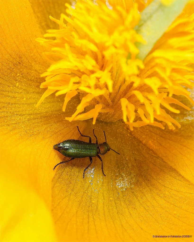 Io adoro il Giallo !