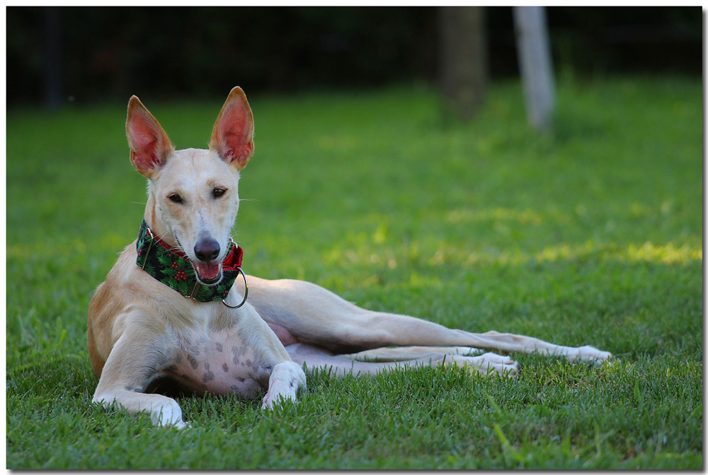 Angela Galgo spagnolo