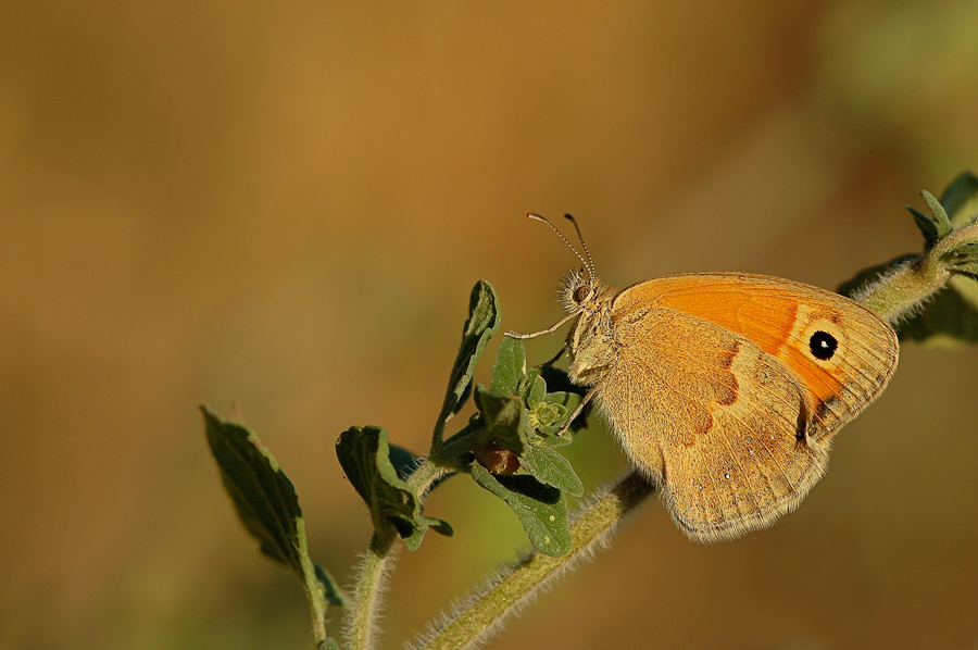Maniola jurtina in faccia al tramonto