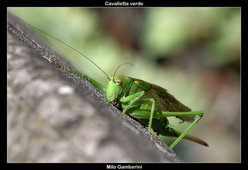 Cavalletta verde
