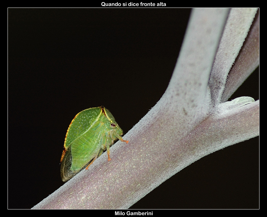 Stictocephala bisonia