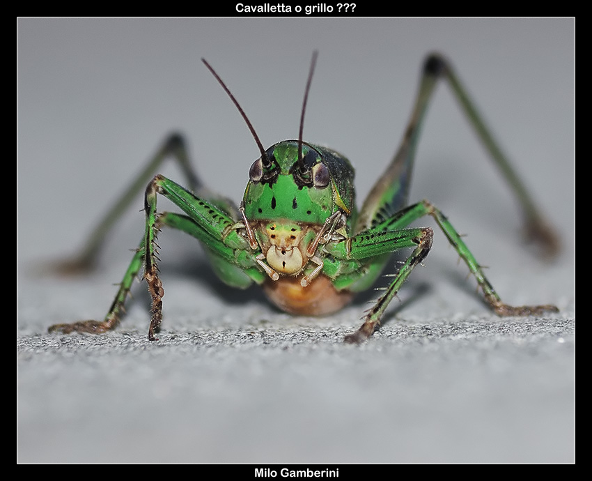 Cavalletta o grillo