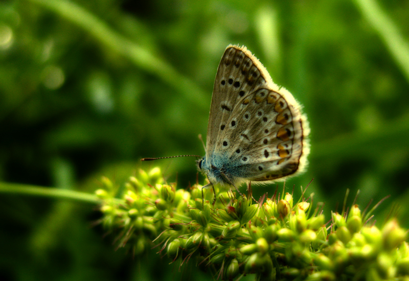....licenide di un tempo...