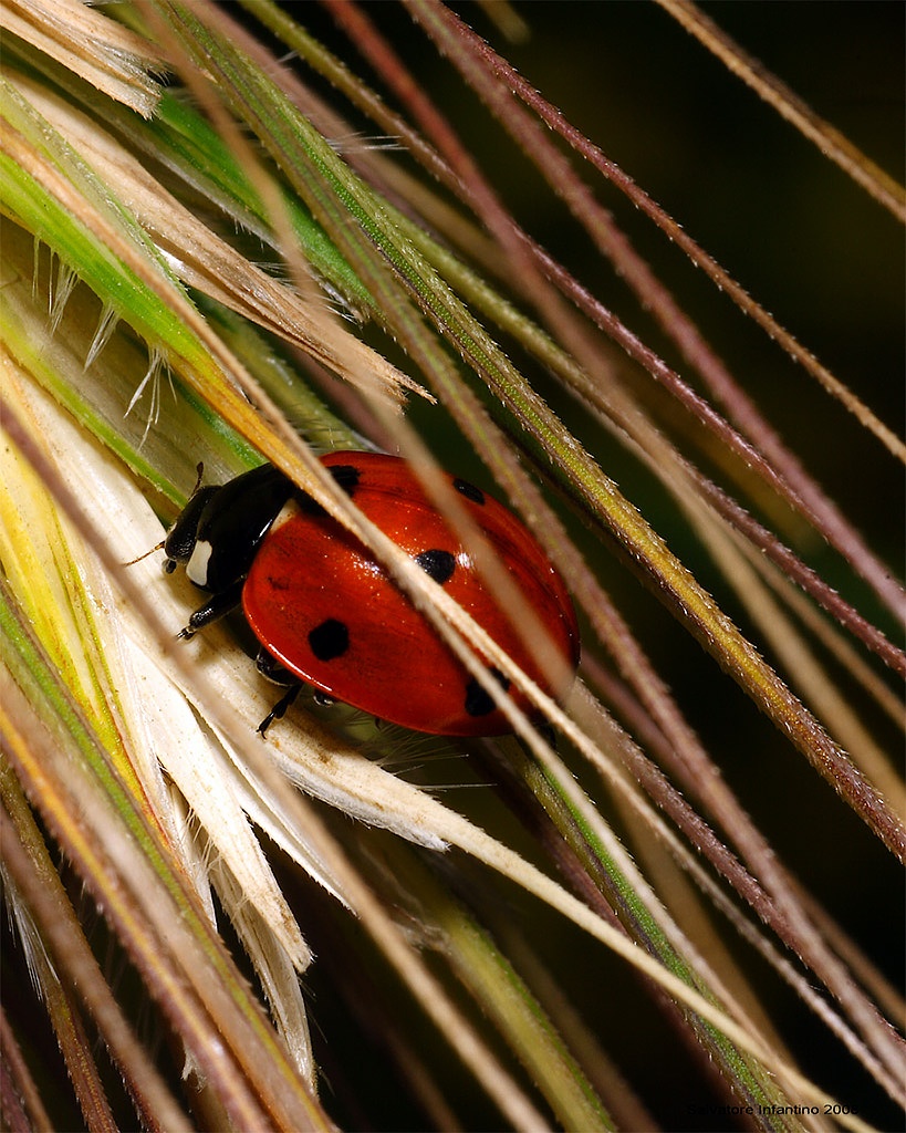 ...gioco a nascondino...
