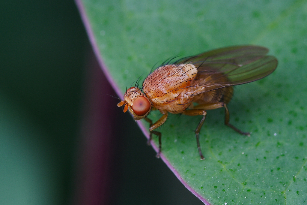moscerino (Drosophila)