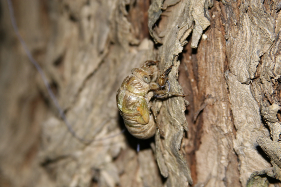 trasformazione cicala 2