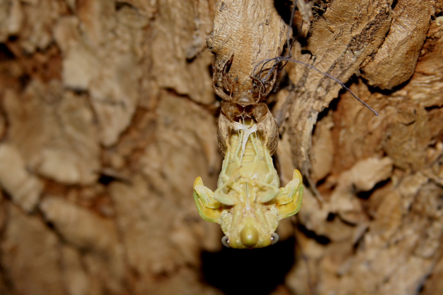 trasformazione cicala 5