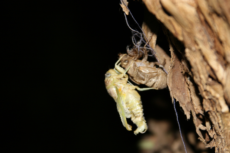 trasformazione cicala 6