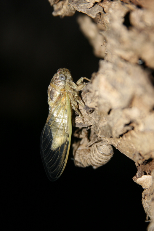 trasformazione cicala 9