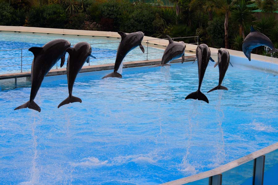 Delfini 3 Zoo Marine
