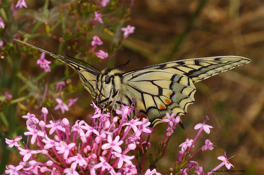 Aquila...in miniatura !