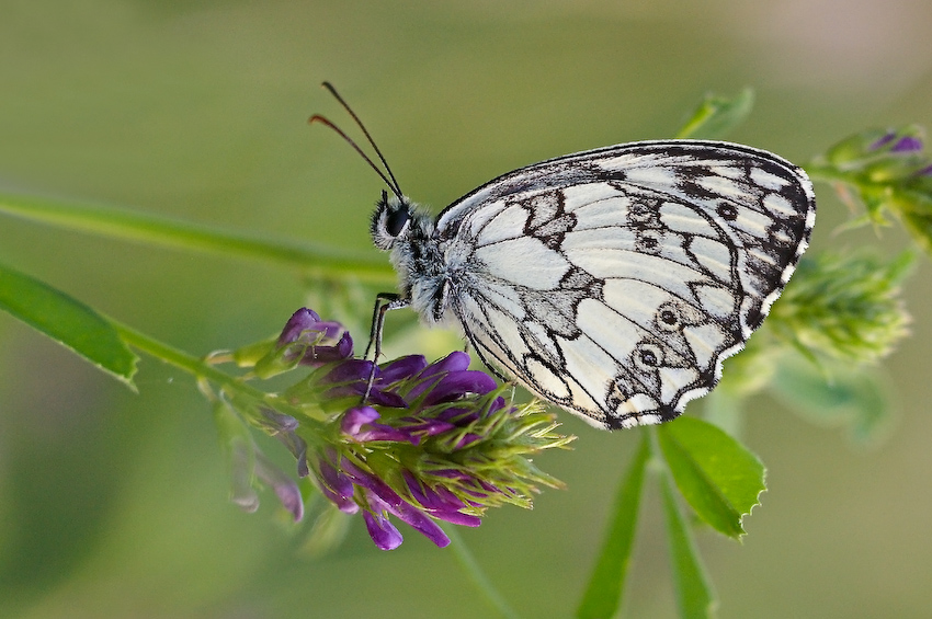 Melanargia galathea