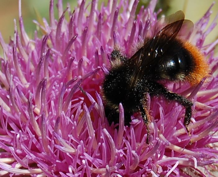 l'anello della vita...