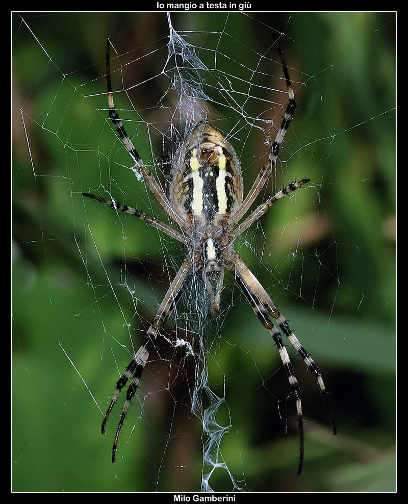 Argiope Bruennichi