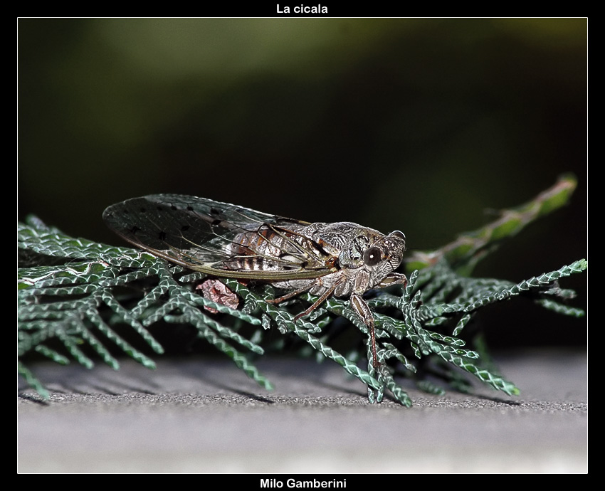 La cicala
