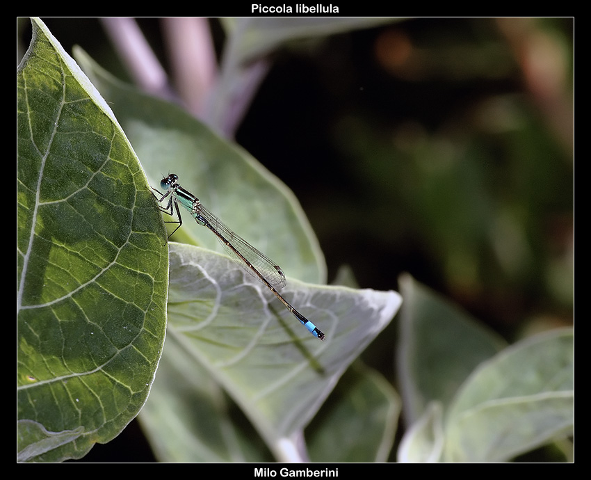 Piccola libellula