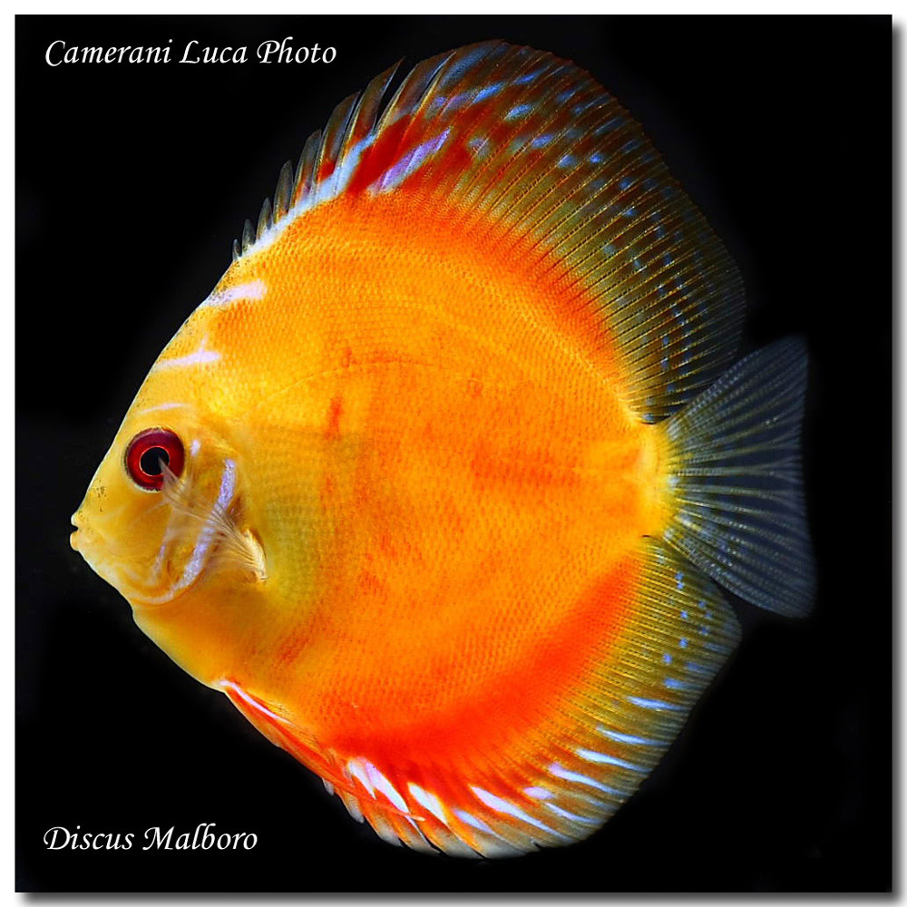 Discus malboro red