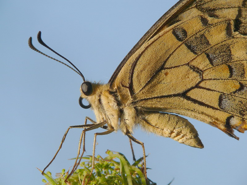 qualche pezzo di Macaon