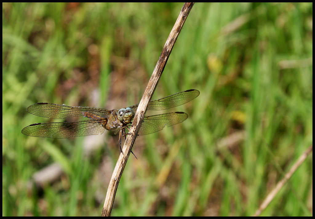 libellula con obiettivo in kit 18-55