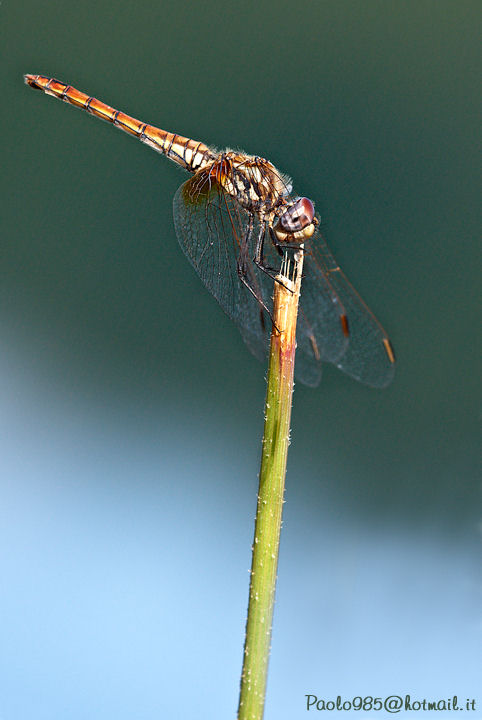 ...cosa c'� la dentro ???