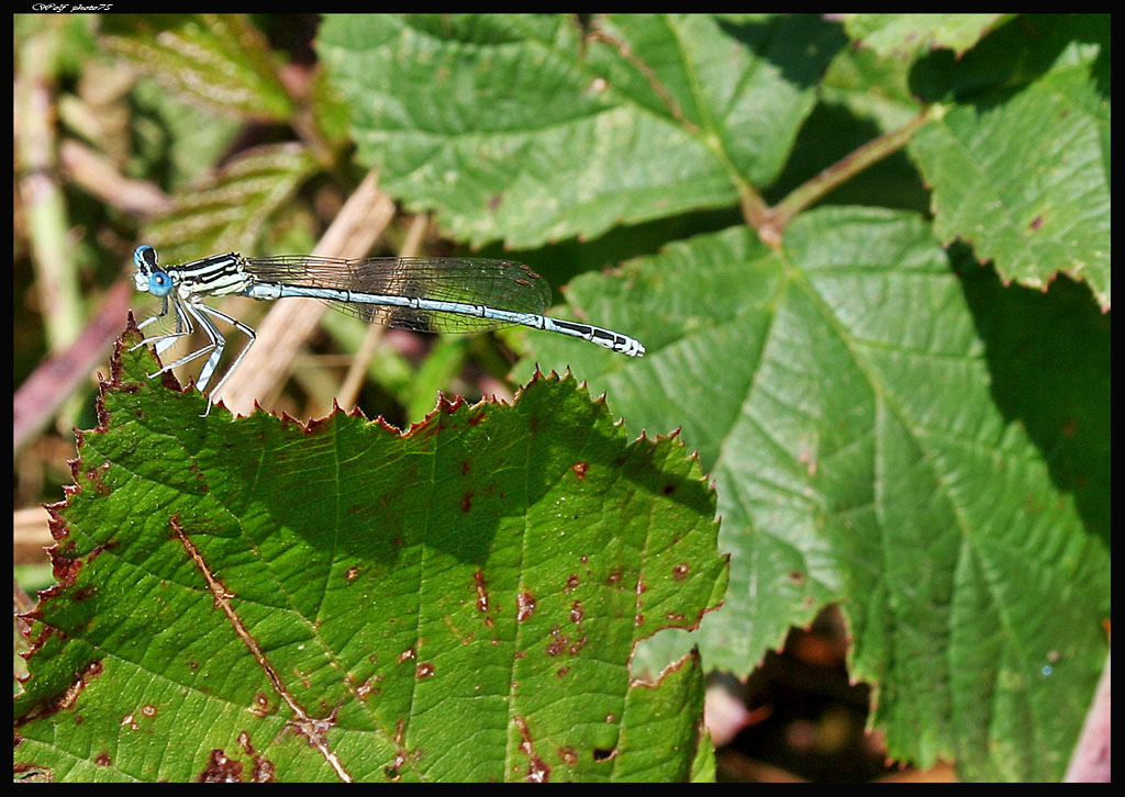 damigella obiettivo  kit 18-55