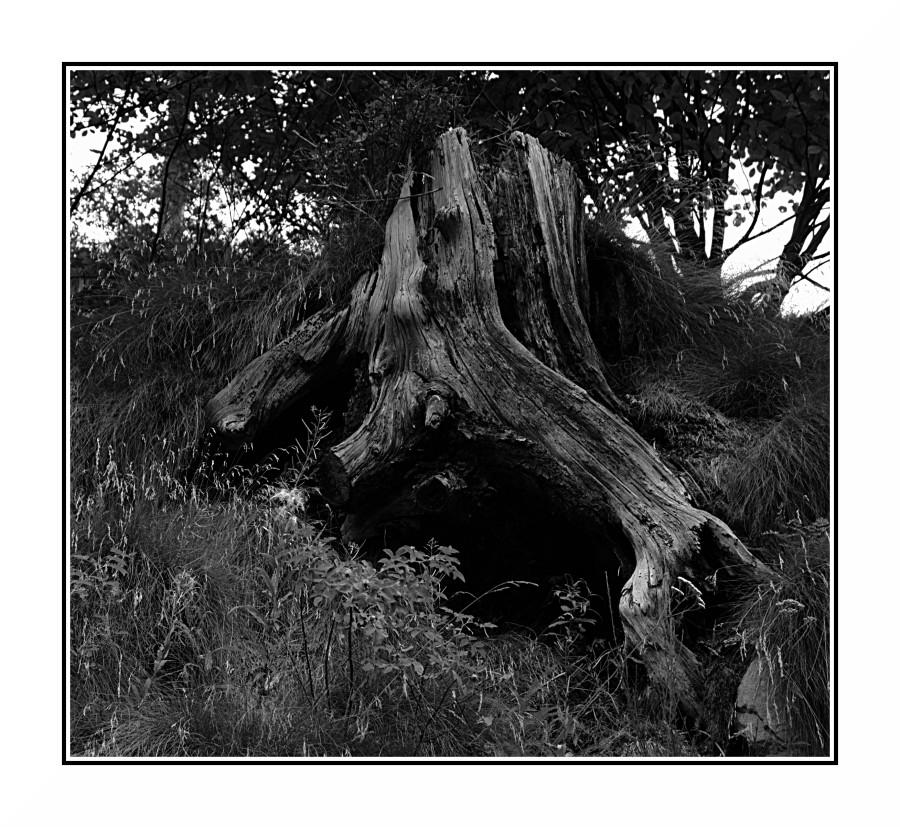 Bianco e Nero con tronco d'albero