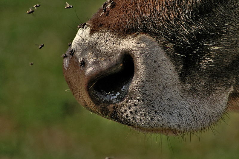 All'attacco miei prodi...