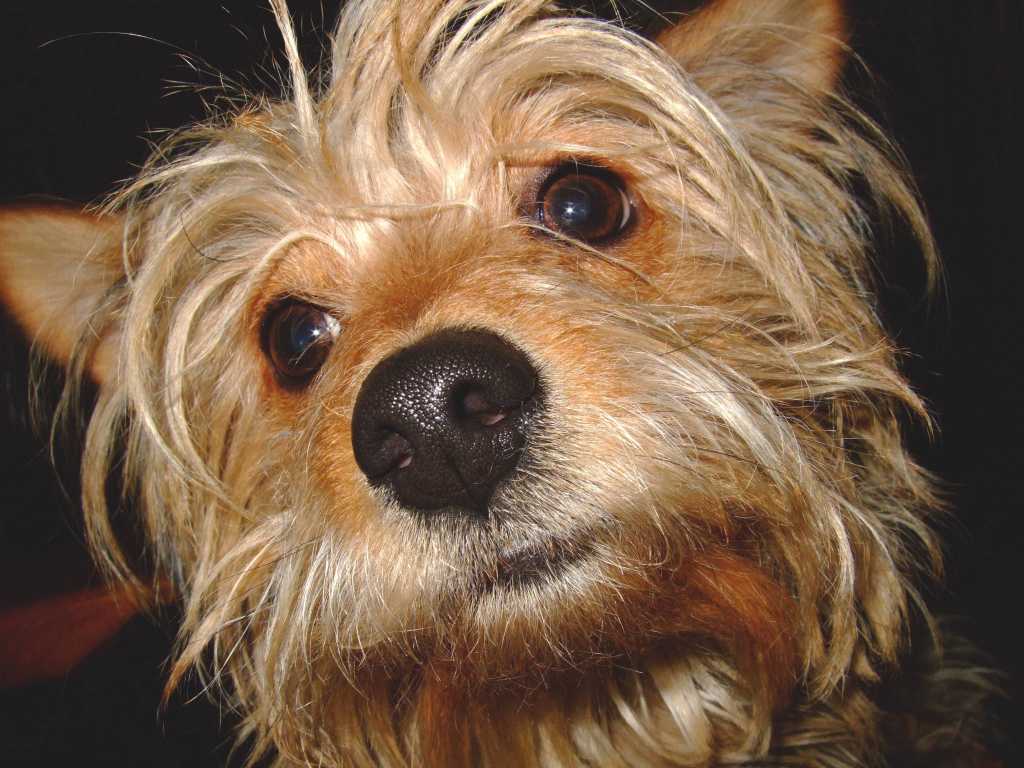 Il mio paziente Willyno