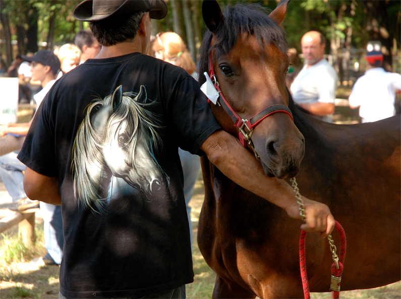 mostra del cavallo bardigiano2