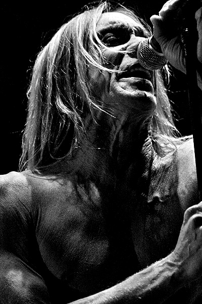 Iggy Pop l'iguana del rock