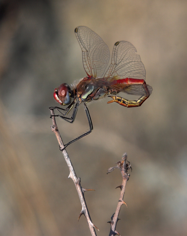 .-.-. Libellula .-.-.