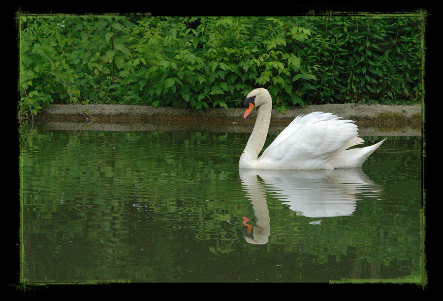 Cigno, oasi LIPU delle cicogne, Racconigi (CN).