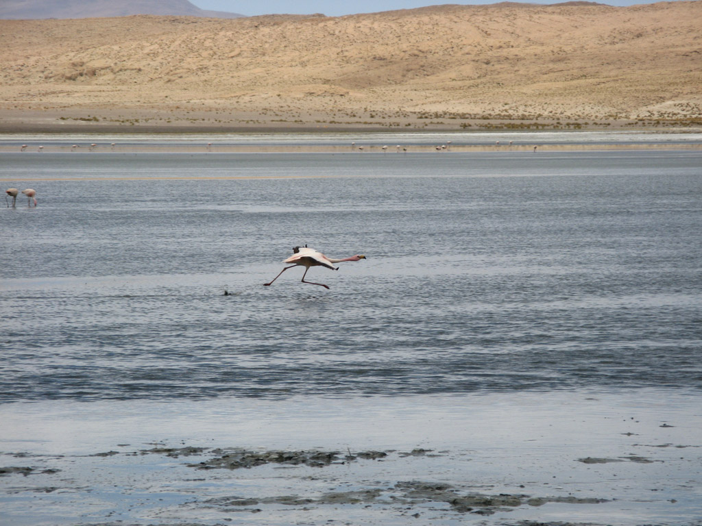 Bolivia2007 laguna colorada