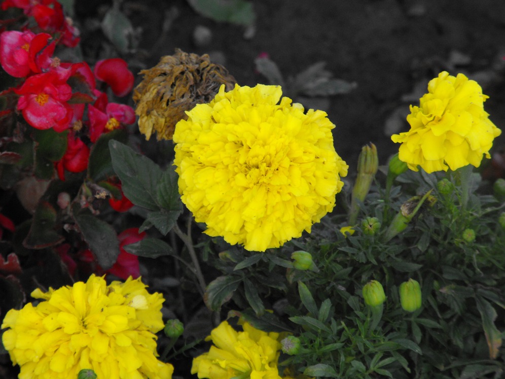 penso sia una macro (?)