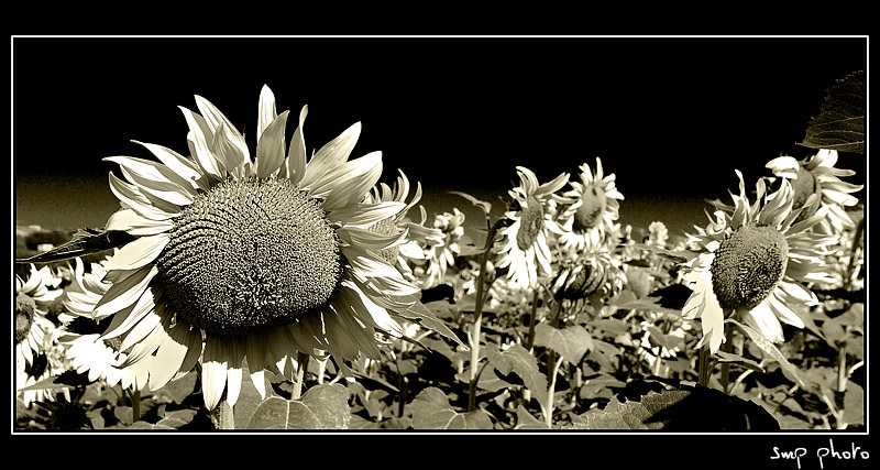 Vincent Willem van Gogh