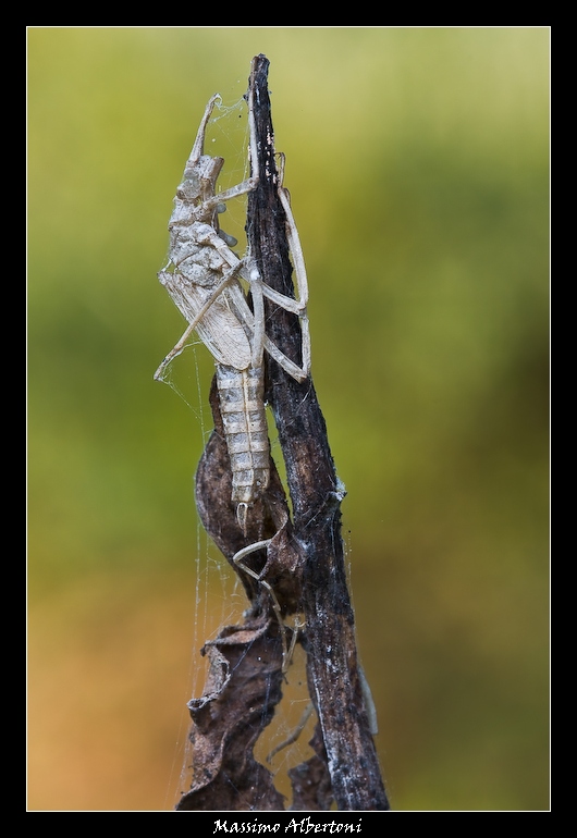 Ci� che resta del mio passato!