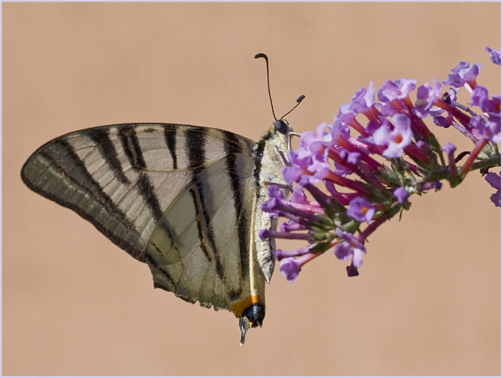 Podalirio senza code