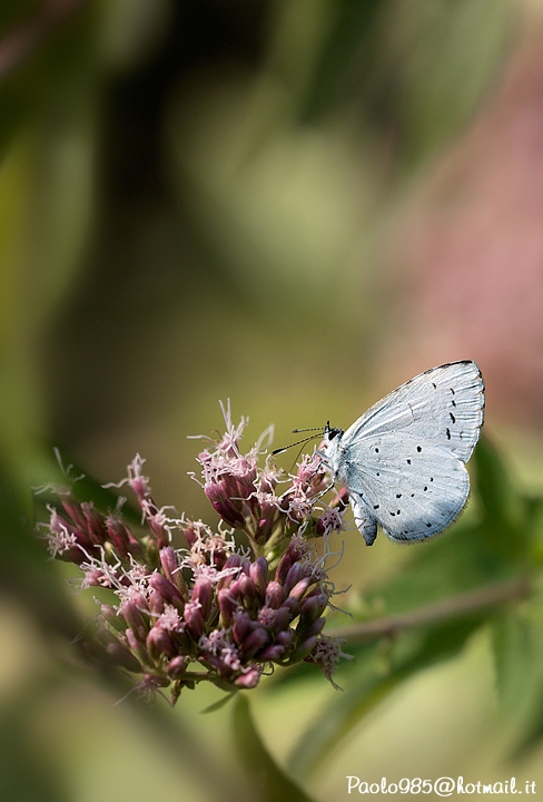 Celastrina argiolus