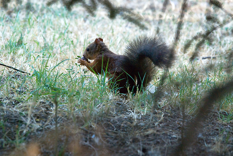 scoiattolo a colazione