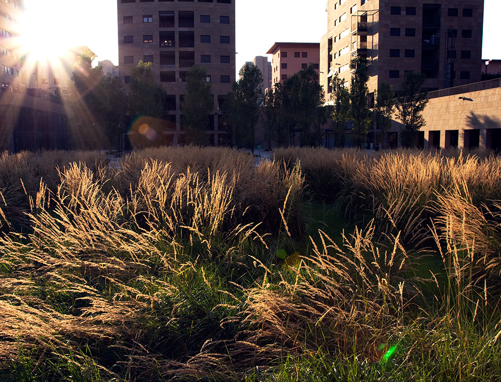 Io sono leggenda (cit)