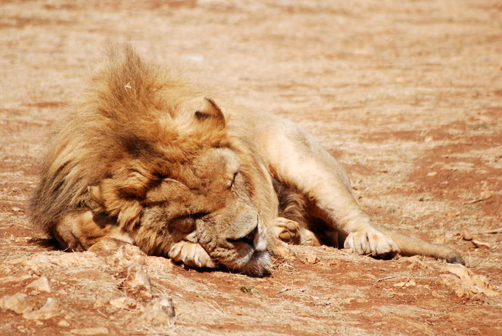 ...The Lion Sleep Tonight...