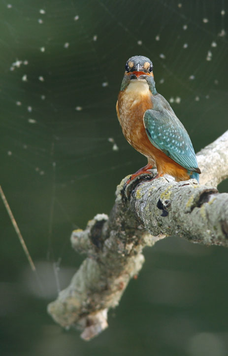 Renzo-Martin Pescatore