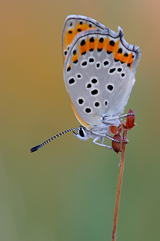 Lycaena thersamon