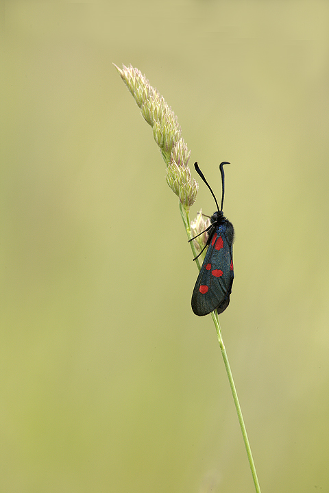 Zygaena filipendulae