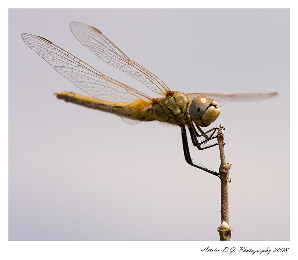 Libellula nel cielo