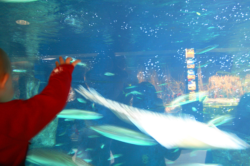 Mamma,tienili fermi.......