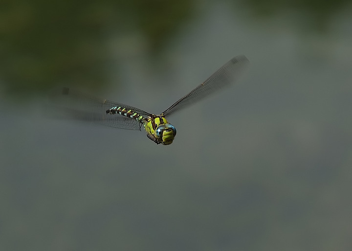 libellula in volo 4