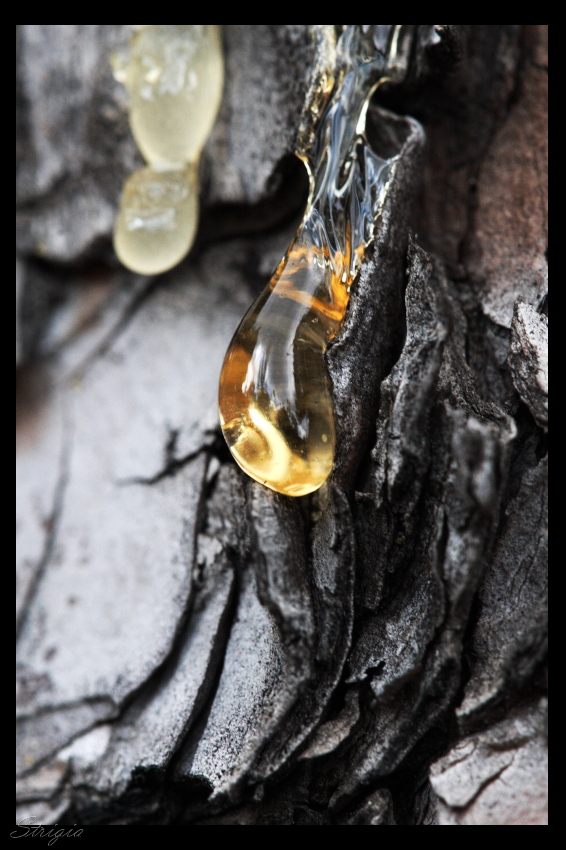 Goccia d'ambra